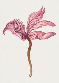 Hand drawn Rampion bellflower floral illustration