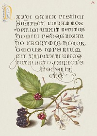 Blackberry and Nottingham Catchfly from Mira Calligraphiae Monumenta or The Model Book of Calligraphy (1561&ndash;1596) by Georg Bocskay and Joris Hoefnagel. Original from The Getty. Digitally enhanced by rawpixel.