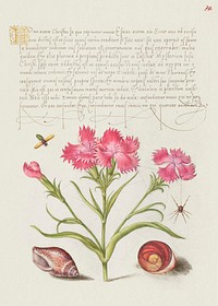 Insect, Sweet William, Spider, Marine Mollusk, and Eye of Santa Lucia from Mira Calligraphiae Monumenta or The Model Book of Calligraphy (1561&ndash;1596) by Georg Bocskay and Joris Hoefnagel. Original from The Getty. Digitally enhanced by rawpixel. 