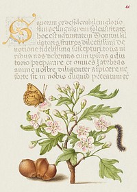 Insect, English Hawthorn, Caterpillar, and European Filbert from Mira Calligraphiae Monumenta or The Model Book of Calligraphy (1561&ndash;1596) by Georg Bocskay and Joris Hoefnagel. Original from The Getty. Digitally enhanced by rawpixel. 