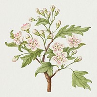 Vintage sweet cherry flower psd illustration floral drawing