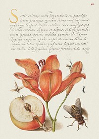 Insects, Orange Lily, Caterpillar, Apple, and Horse Fly from Mira Calligraphiae Monumenta or The Model Book of Calligraphy (1561&ndash;1596) by Georg Bocskay and Joris Hoefnagel. Original from The Getty. Digitally enhanced by rawpixel. 