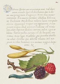 Hyacinth, Black Mulberry, and Caterpillar from Mira Calligraphiae Monumenta or The Model Book of Calligraphy (1561–1596) by Georg Bocskay and Joris Hoefnagel. Original from The Getty. Digitally enhanced by rawpixel. 