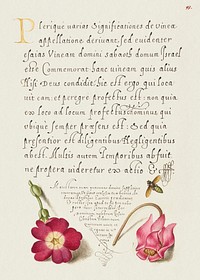Insect, Balkan Primrose, and Alpine Violet from Mira Calligraphiae Monumenta or The Model Book of Calligraphy (1561&ndash;1596) by Georg Bocskay and Joris Hoefnagel. Original from The Getty. Digitally enhanced by rawpixel. 