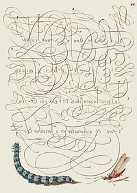 Caterpillar and Insect from Mira Calligraphiae Monumenta or The Model Book of Calligraphy (1561–1596) by Georg Bocskay and Joris Hoefnagel. Original from The Getty. Digitally enhanced by rawpixel. 