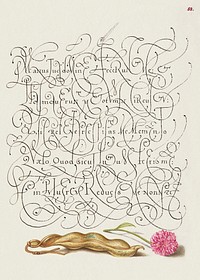 Kidney Bean and English Daisy from Mira Calligraphiae Monumenta or The Model Book of Calligraphy (1561&ndash;1596) by Georg Bocskay and Joris Hoefnagel. Original from The Getty. Digitally enhanced by rawpixel. 