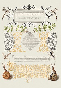 Insects, Basil Thyme, and Land Snails from Mira Calligraphiae Monumenta or The Model Book of Calligraphy (1561&ndash;1596) by Georg Bocskay and Joris Hoefnagel. Original from The Getty. Digitally enhanced by rawpixel. 