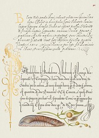 Noah's Ark Shell and Sneezewort from Mira Calligraphiae Monumenta or The Model Book of Calligraphy (1561–1596) by Georg Bocskay and Joris Hoefnagel. Original from The Getty. Digitally enhanced by rawpixel. 