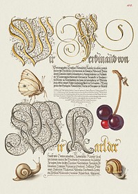 Butterfly, Sweet Cherry, and Land Snails from Mira Calligraphiae Monumenta or The Model Book of Calligraphy (1561&ndash;1596) by Georg Bocskay and Joris Hoefnagel. Original from The Getty. Digitally enhanced by rawpixel. 