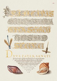 Damselfly, Insect, and Marine Mollusks from Mira Calligraphiae Monumenta or The Model Book of Calligraphy (1561–1596) by Georg Bocskay and Joris Hoefnagel. Original from The Getty. Digitally enhanced by rawpixel. 