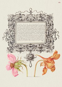 French Rose and Dwarf Nasturtium from Mira Calligraphiae Monumenta or The Model Book of Calligraphy (1561&ndash;1596) by Georg Bocskay and Joris Hoefnagel. Original from The Getty. Digitally enhanced by rawpixel. 