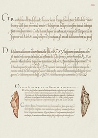 Butterfly Pupae from Mira Calligraphiae Monumenta or The Model Book of Calligraphy (1561&ndash;1596) by Georg Bocskay and Joris Hoefnagel. Original from The Getty. Digitally enhanced by rawpixel. 