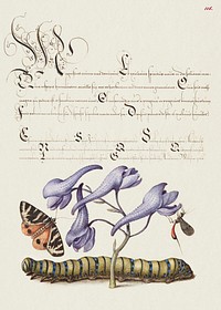 Scarlet Tiger Moth, Larkspur, Insect, and Caterpillar from Mira Calligraphiae Monumenta or The Model Book of Calligraphy (1561–1596) by Georg Bocskay and Joris Hoefnagel. Original from The Getty. Digitally enhanced by rawpixel.