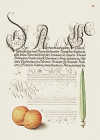 Mayfly, Apricot, and Reed Grass from Mira Calligraphiae Monumenta or The Model Book of Calligraphy (1561–1596) by Georg Bocskay and Joris Hoefnagel. Original from The Getty. Digitally enhanced by rawpixel. 