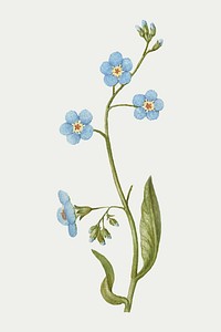Creeping forget me not flower vector