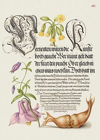 Cowslip, European Columbine, and Giant Filbert from Mira Calligraphiae Monumenta or The Model Book of Calligraphy (1561–1596) by Georg Bocskay and Joris Hoefnagel. Original from The Getty. Digitally enhanced by rawpixel. 