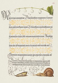 Lily of the Valley, Pupa, and Land Snail from Mira Calligraphiae Monumenta or The Model Book of Calligraphy (1561&ndash;1596) by Georg Bocskay and Joris Hoefnagel. Original from The Getty. Digitally enhanced by rawpixel.