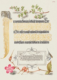 Basil Thyme, Insect, and Herb Robert from Mira Calligraphiae Monumenta or The Model Book of Calligraphy (1561–1596) by Georg Bocskay and Joris Hoefnagel. Original from The Getty. Digitally enhanced by rawpixel. 