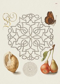 Butterfly, Marine Mollusk, and Pear from Mira Calligraphiae Monumenta or The Model Book of Calligraphy (1561–1596) by Georg Bocskay and Joris Hoefnagel. Original from The Getty. Digitally enhanced by rawpixel. 