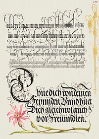 Cuckoo Flower from Mira Calligraphiae Monumenta or The Model Book of Calligraphy (1561–1596) by Georg Bocskay and Joris Hoefnagel. Original from The Getty. Digitally enhanced by rawpixel. 