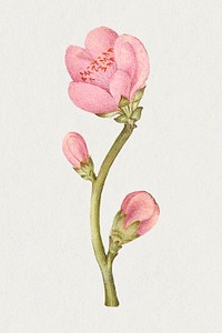 Vintage peach flower blooming illustration