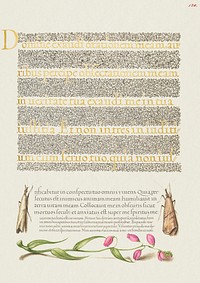 Grass Moths and Milkwort from Mira Calligraphiae Monumenta or The Model Book of Calligraphy (1561&ndash;1596) by Georg Bocskay and Joris Hoefnagel. Original from The Getty. Digitally enhanced by rawpixel. 