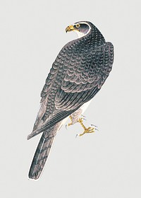 Vintage illustration of a goshawk on gray background