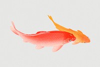 Golden carp fish design element