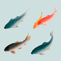 Common carp fish design element set