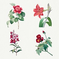 Vintage red flower psd botanical art print set, remixed from artworks by Pierre-Joseph Redout&eacute;