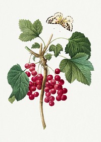 Red currant fruit psd botanical illustration, remixed from artworks by Pierre-Joseph Redouté