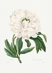 Peony from Choix des plus belles fleurs (1827) by <a href="https://www.rawpixel.com/search/redoute?sort=curated&amp;page=1">Pierre-Joseph Redout&eacute;</a>. Original from Biodiversity Heritage Library. Digitally enhanced by rawpixel.