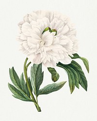 Peony flower psd vintage botanical art print, remixed from artworks by Pierre-Joseph Redout&eacute;