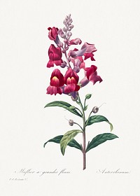 Anterinum from Choix des plus belles fleurs (1827) by <a href="https://www.rawpixel.com/search/redoute?sort=curated&amp;page=1">Pierre-Joseph Redout&eacute;</a>. Original from Biodiversity Heritage Library. Digitally enhanced by rawpixel.