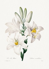Madonna Lily from Choix des plus belles fleurs (1827) by <a href="https://www.rawpixel.com/search/redoute?sort=curated&amp;page=1">Pierre-Joseph Redout&eacute;</a>. Original from Biodiversity Heritage Library. Digitally enhanced by rawpixel.