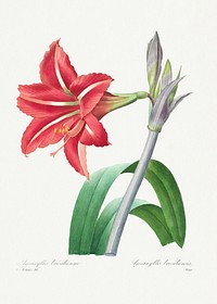 Brazilian Amaryllis from Choix des plus belles fleurs (1827) by <a href="https://www.rawpixel.com/search/redoute?sort=curated&amp;page=1">Pierre-Joseph Redout&eacute;</a>. Original from Biodiversity Heritage Library. Digitally enhanced by rawpixel.
