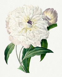 Vintage Peony flower psd botanical art print, remixed from artworks by Pierre-Joseph Redouté