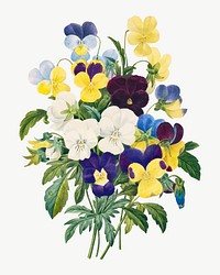Pansy flower bouquet vector botanical illustration, remixed from artworks by Pierre-Joseph Redout&eacute;