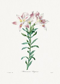 Peruvian Lily from Choix des plus belles fleurs (1827) by Pierre-Joseph Redouté. Original from Biodiversity Heritage Library. Digitally enhanced by rawpixel.