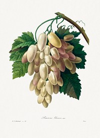 White Grape from Choix des plus belles fleurs (1827) by <a href="https://www.rawpixel.com/search/redoute?sort=curated&amp;page=1">Pierre-Joseph Redout&eacute;</a>. Original from Biodiversity Heritage Library. Digitally enhanced by rawpixel.