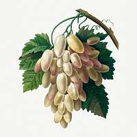 White Grape psd vintage botanical illustration, remixed from artworks by Pierre-Joseph Redout&eacute;