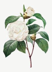 White Camellia flower vector vintage botanical art print, remixed from artworks by Pierre-Joseph Redout&eacute;