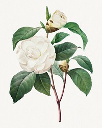 White Camellia from Choix des plus belles fleurs (1827) by <a href="https://www.rawpixel.com/search/redoute?sort=curated&amp;page=1">Pierre-Joseph Redout&eacute;</a>. Original from Biodiversity Heritage Library. Digitally enhanced by rawpixel.