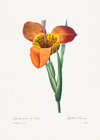 Mexican Shell by <a href="https://www.rawpixel.com/search/redoute?sort=curated&amp;page=1">Pierre-Joseph Redout&eacute;</a> (1759&ndash;1840). Original from Biodiversity Heritage Library. Digitally enhanced by rawpixel.