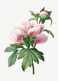 Vintage Peony flower vector botanical art print, remixed from artworks by Pierre-Joseph Redout&eacute;