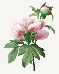 Vintage Peony flower psd botanical art print, remixed from artworks by Pierre-Joseph Redout&eacute;