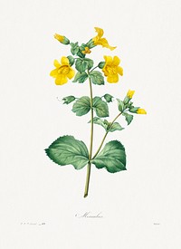 Mimulus by <a href="https://www.rawpixel.com/search/redoute?sort=curated&amp;page=1">Pierre-Joseph Redout&eacute;</a> (1759&ndash;1840). Original from Biodiversity Heritage Library. Digitally enhanced by rawpixel.