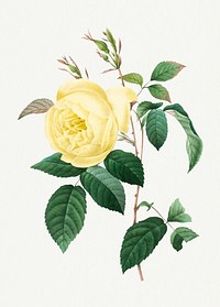 Botanical yellow rose flower psd illustration, remixed from artworks by Pierre-Joseph Redout&eacute;