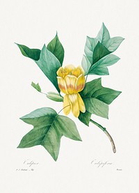 Tulipifera by <a href="https://www.rawpixel.com/search/redoute?sort=curated&amp;page=1">Pierre-Joseph Redout&eacute;</a> (1759&ndash;1840). Original from Biodiversity Heritage Library. Digitally enhanced by rawpixel.