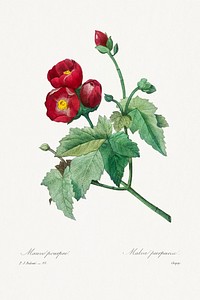 Purple Mallow by <a href="https://www.rawpixel.com/search/redoute?sort=curated&amp;page=1">Pierre-Joseph Redout&eacute;</a> (1759&ndash;1840). Original from Biodiversity Heritage Library. Digitally enhanced by rawpixel.